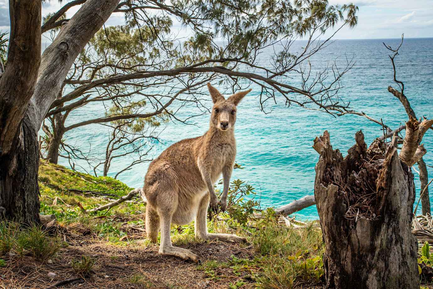 kangaroo in australia
