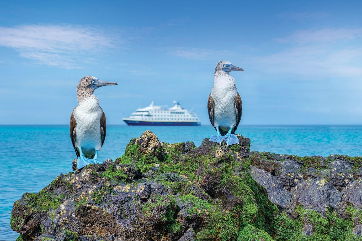 birds in the galapagos