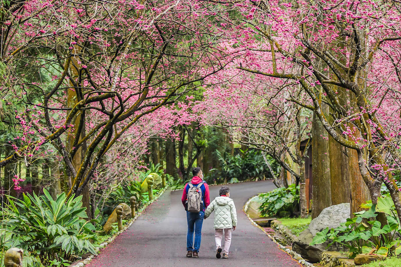 A couple walk through Sakura Garden At Formosan Aboriginal Culture Village, Cherry Blossom Festival, Sun Moon Lake (Sunmoonlake), Nantou, Taiwan.