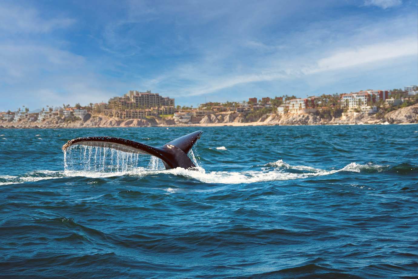 whale tail fin in mexico 