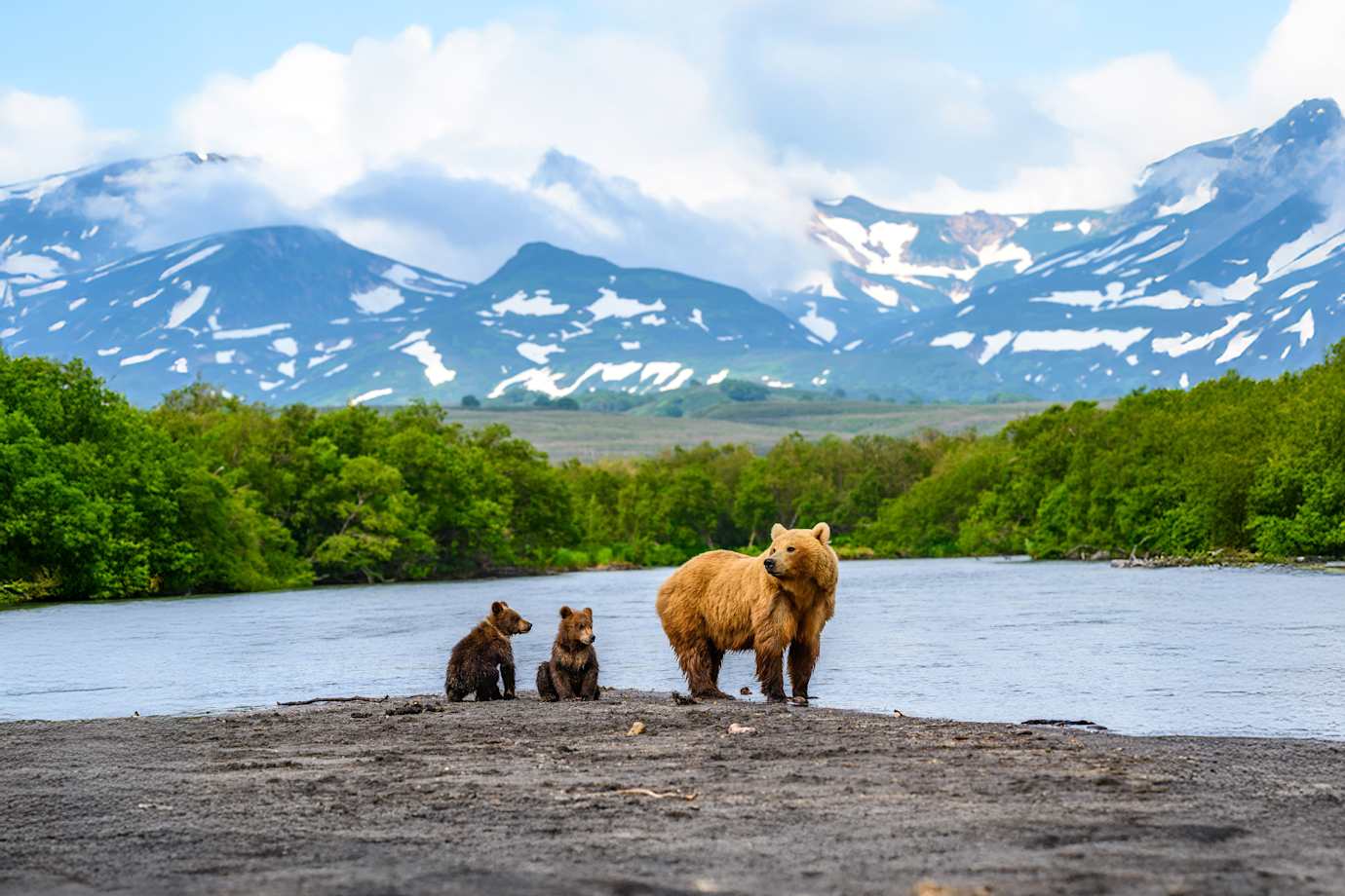 bear family in alaska