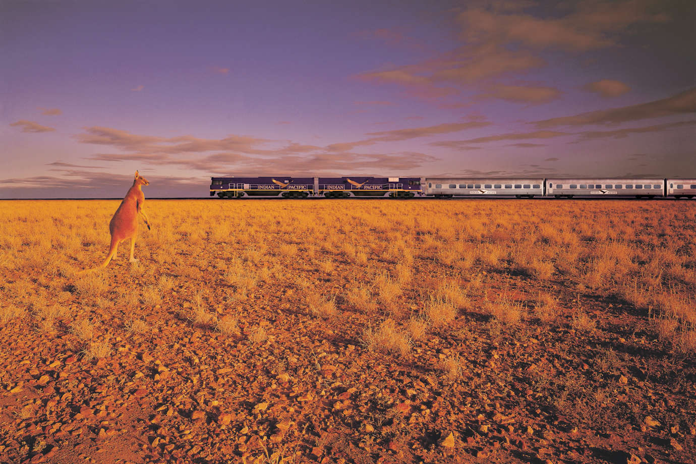 indian pacific train in australia with kangaroo looking on