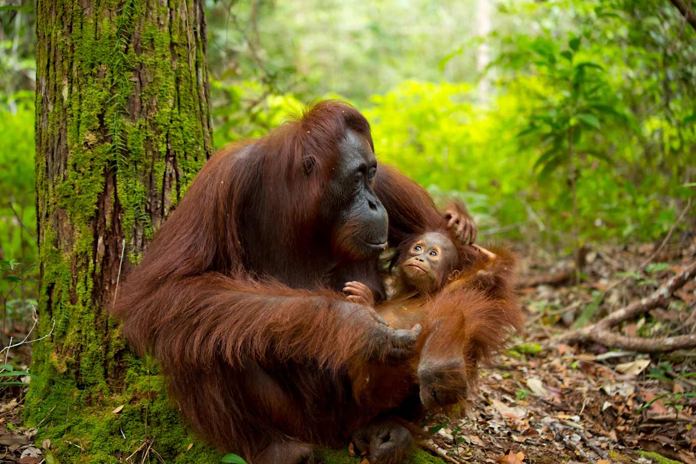 wildlife in borneo