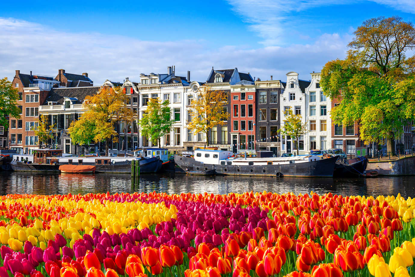 see tulips blooming in amsterdam on amawaterways