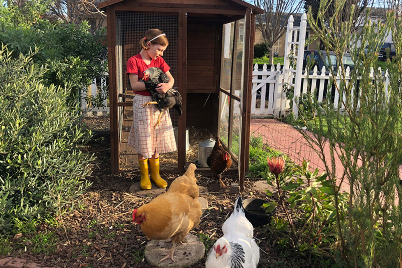 chicken coop in a AAA Member's backyard