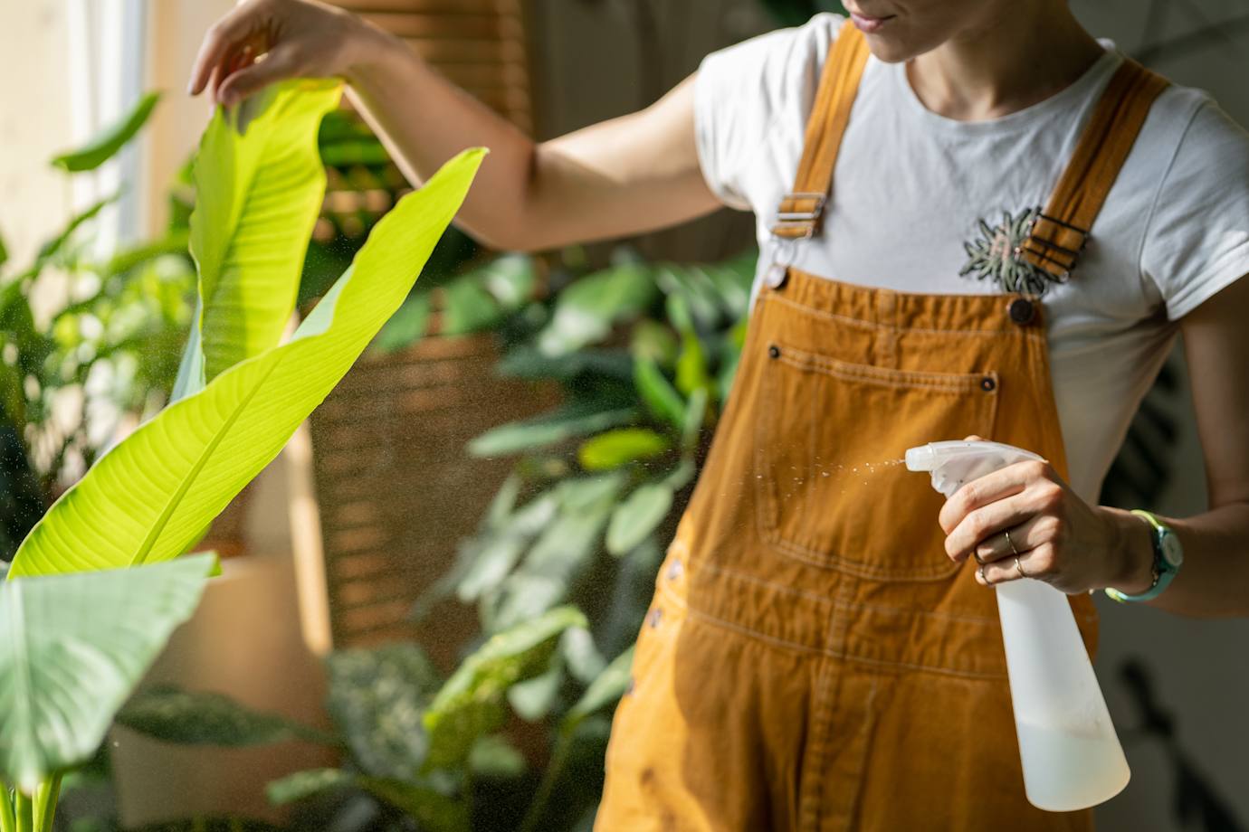 A woman mists the leaves of a tropical houseplant.