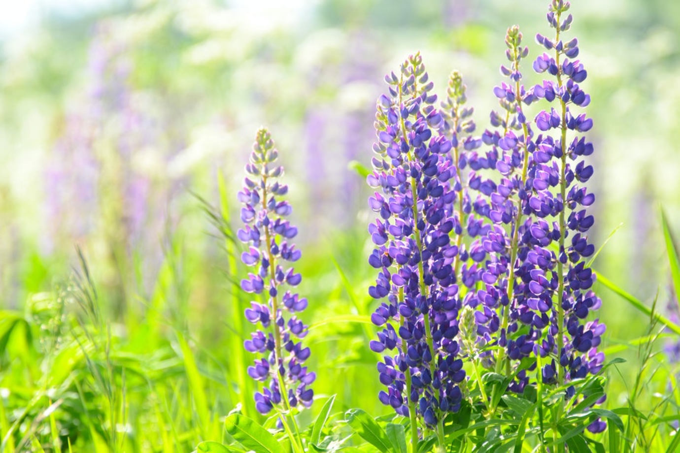Purple lupines bloom above bright green grass