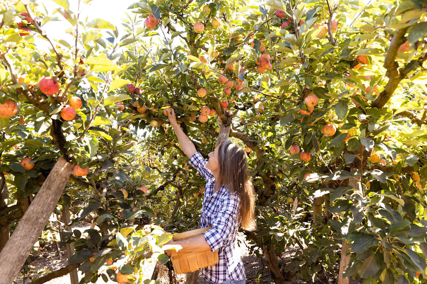 A woman picks an apple at Gizdich Ranch in Watsonville, CA.