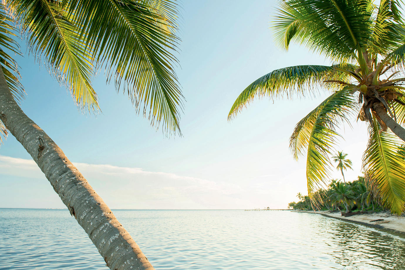 palm trees lean at water's edge in Ambergris Caye, Belize.