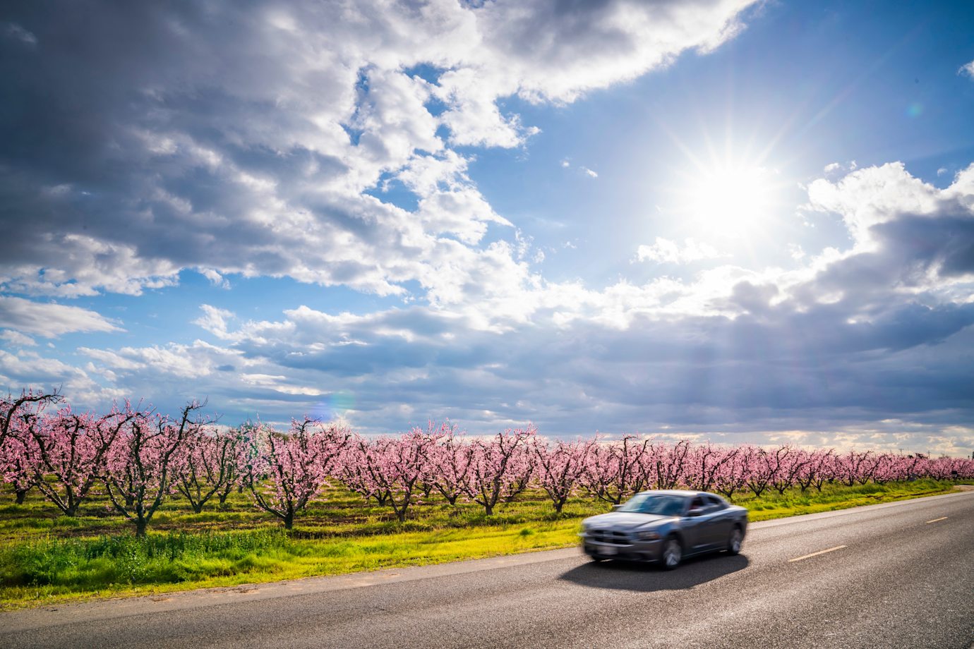 A car drives past blooming orchards in Fresno, California.