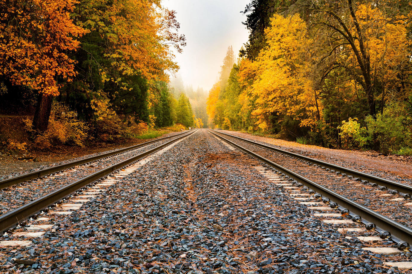 Trees with orange and yellow leaves line railroad tracks.