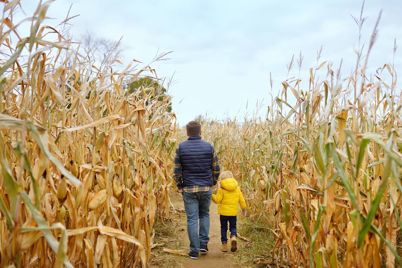 A dad and his son walk through a corn maze on a fall day.