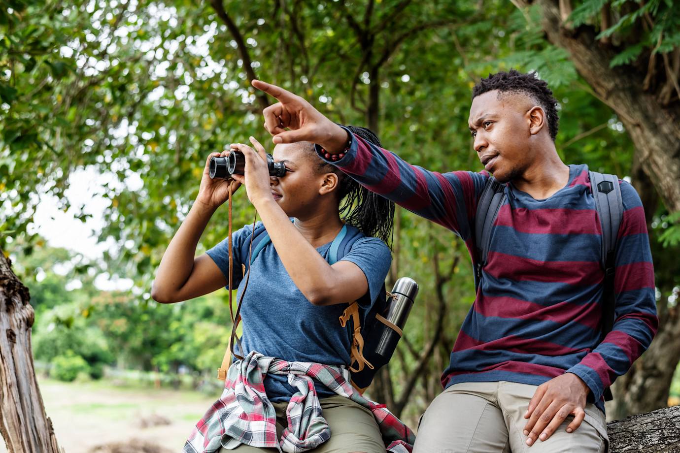 Bird-watchers sit on a tree in a forest while looking through binoculars.