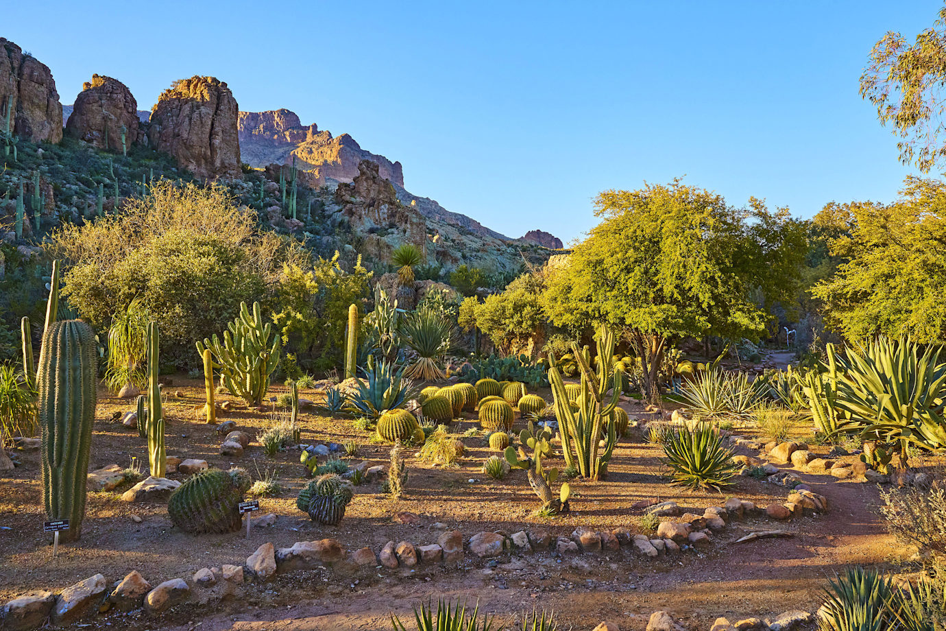 Morning view of the cactus and succulent gardens looking towards Magma Ridge at Boyce Thompson Arboretum.