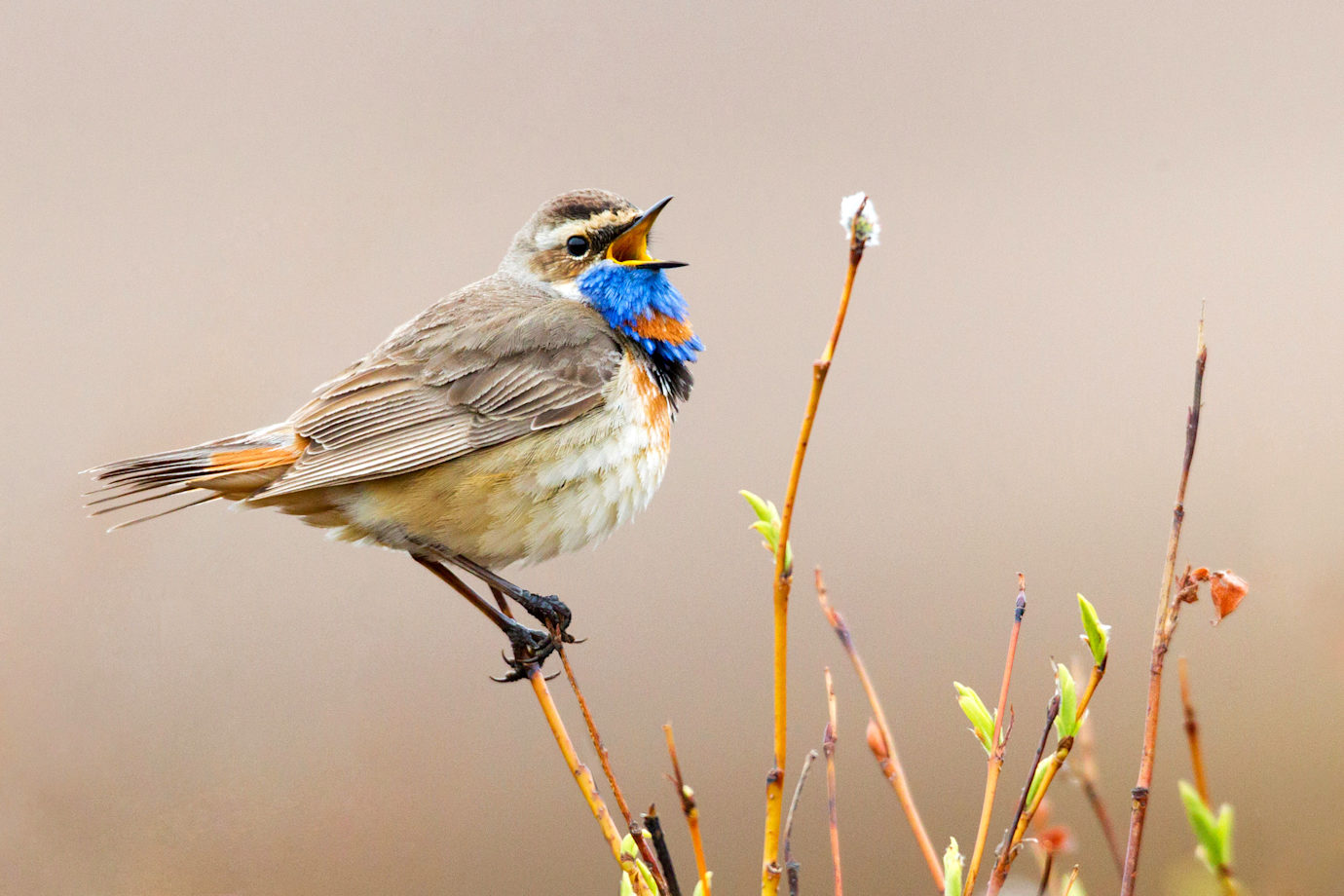 Male Bluethroat bird singing in Nome, Alaska.