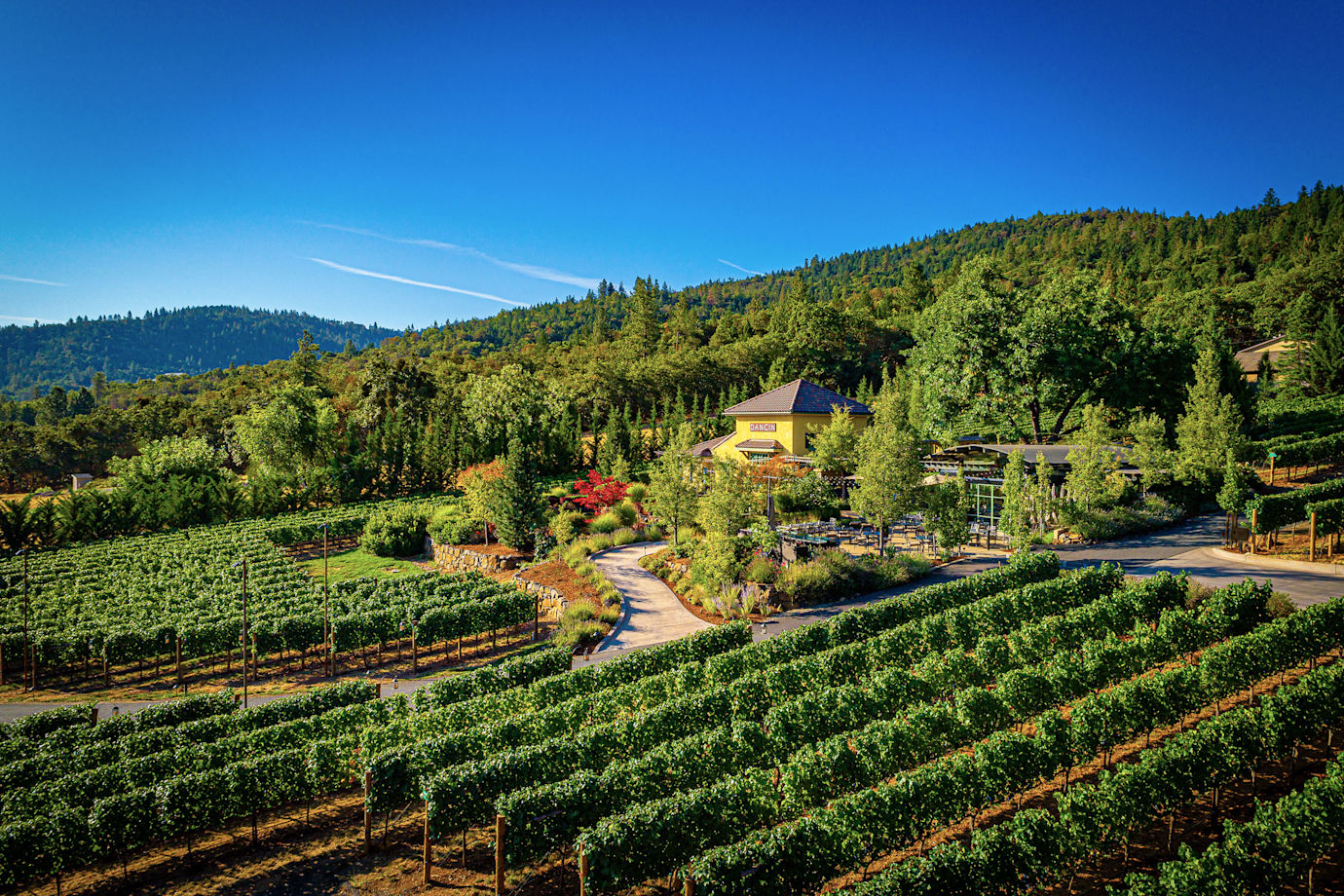 The vineyards at Dancin Vineyards in Medford, Oregon.