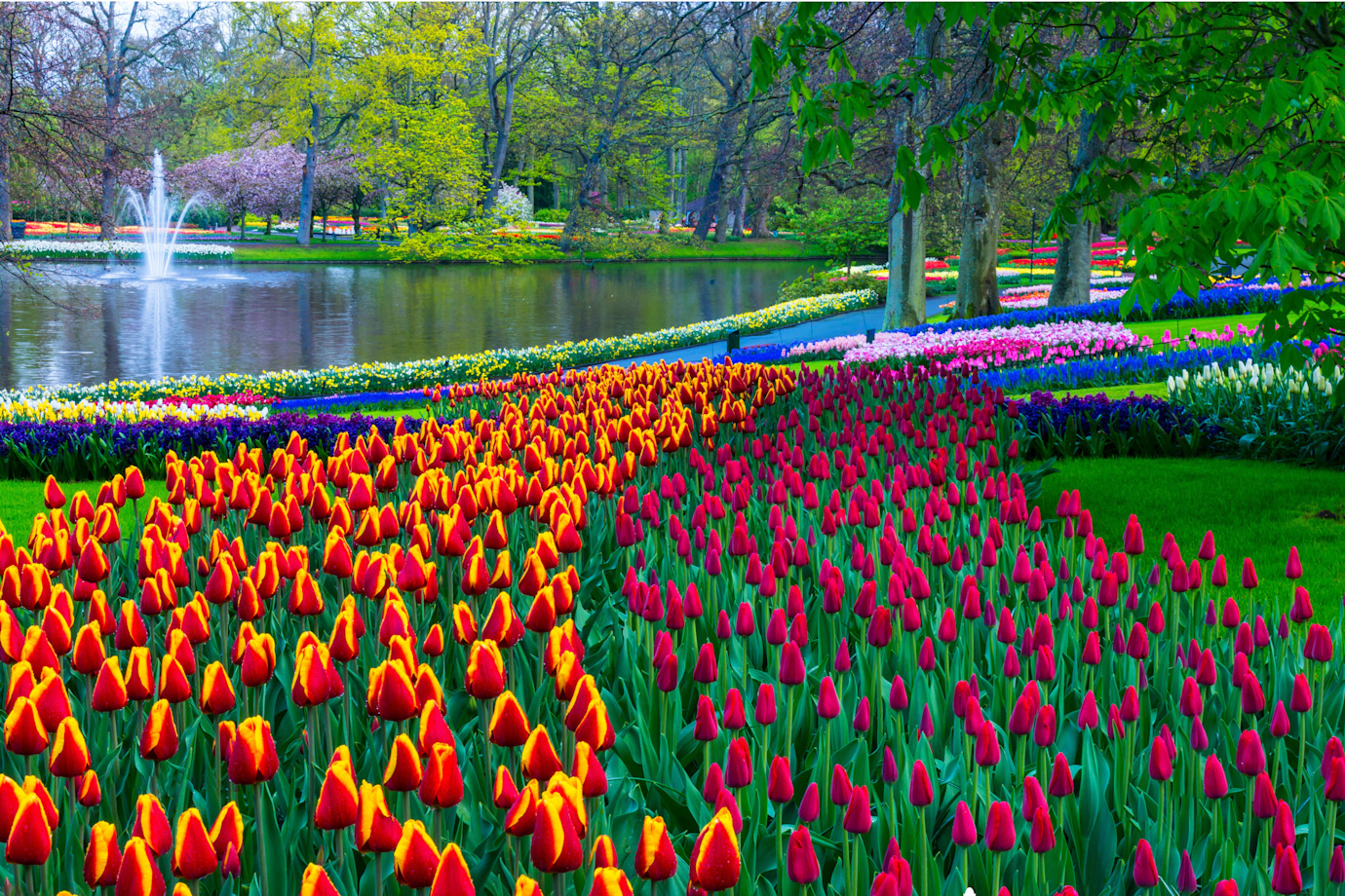 tulip gardens in Keukenhof-Gardens