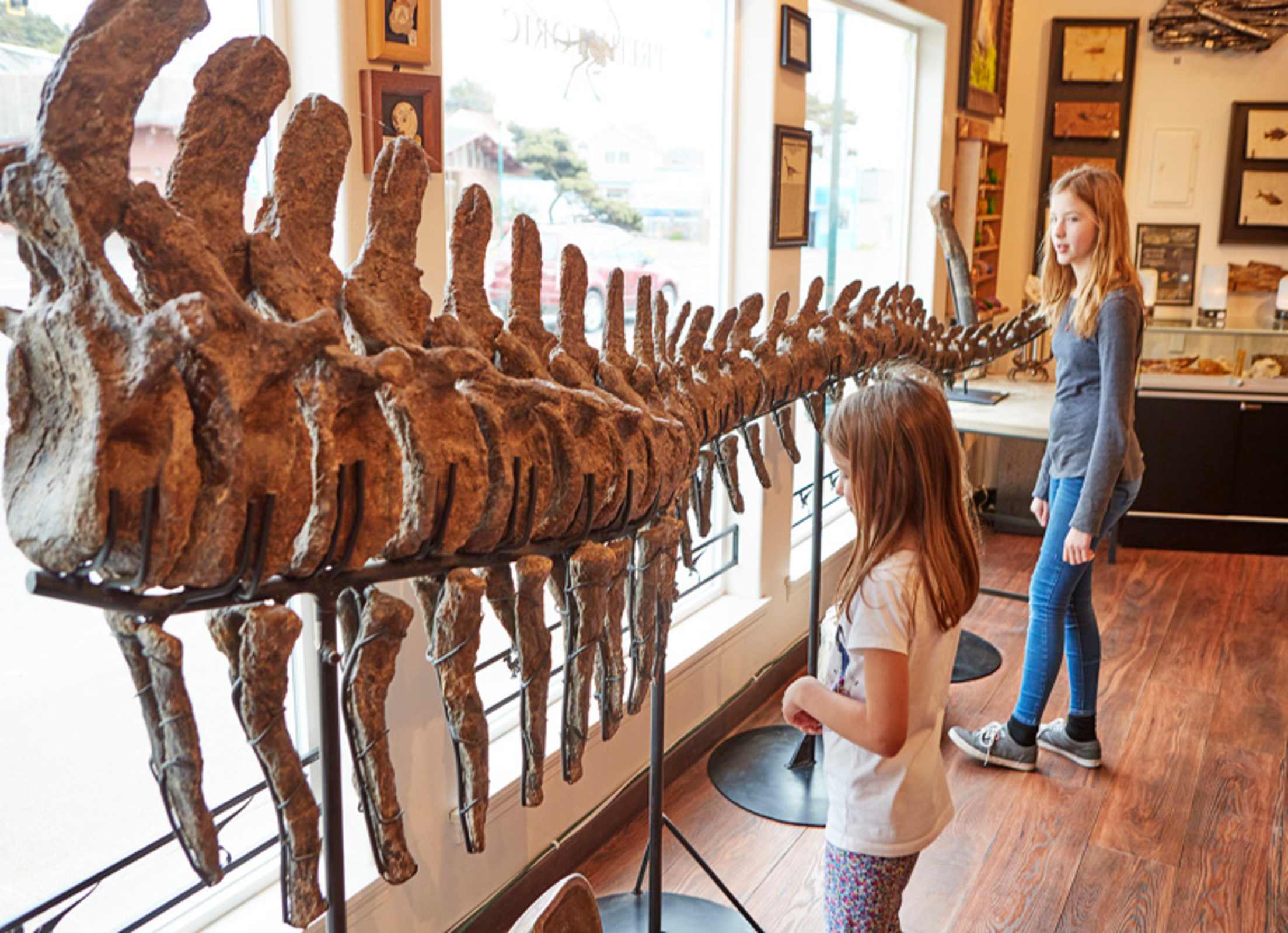 dinosaur tail fossil at Prehistoric Oregon in Lincoln City, Oregon, picture