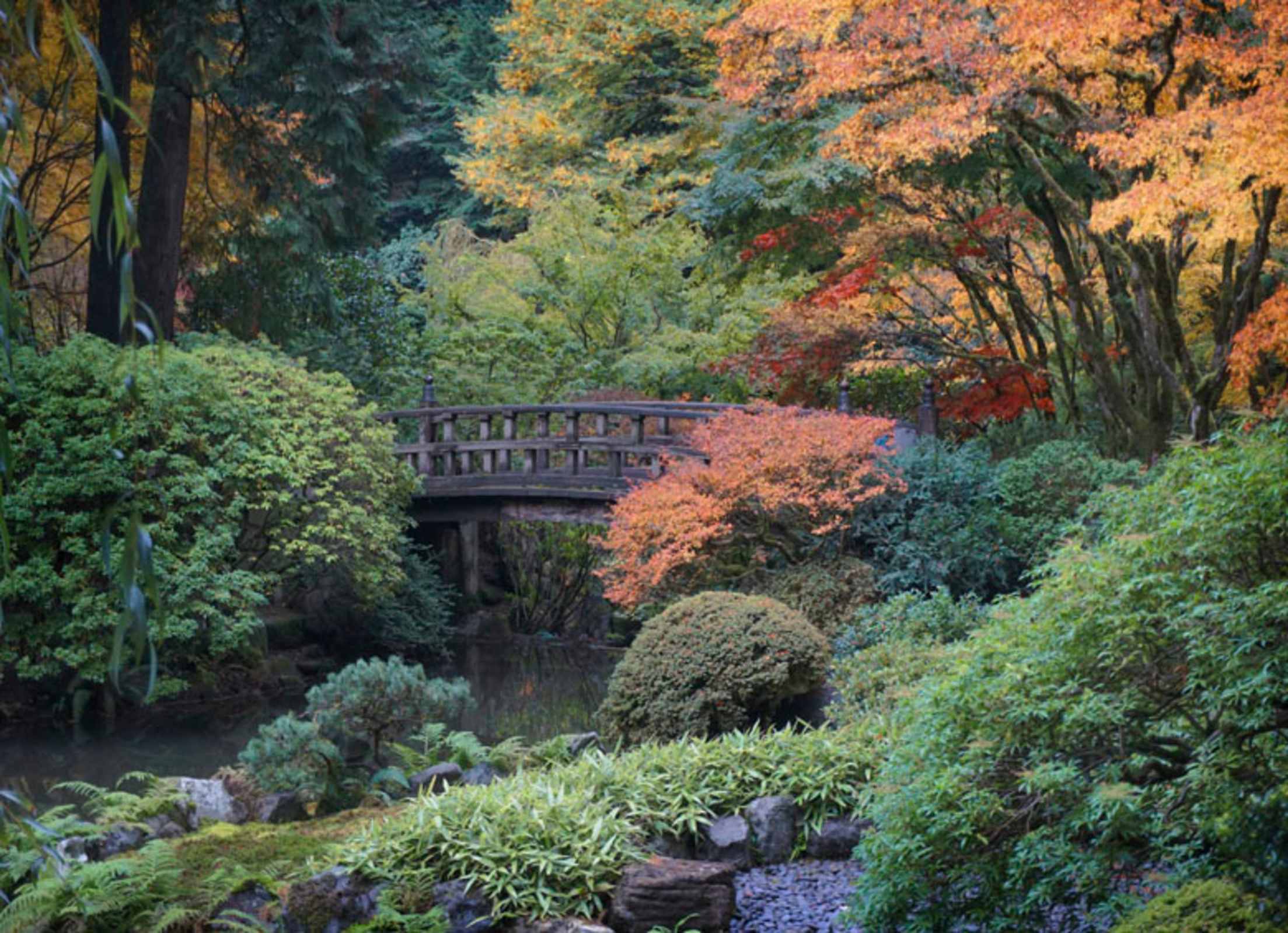 landscape with bridge over water and colorful foliage at the Portland Japanese Garden in Portland, Oregon, picture
