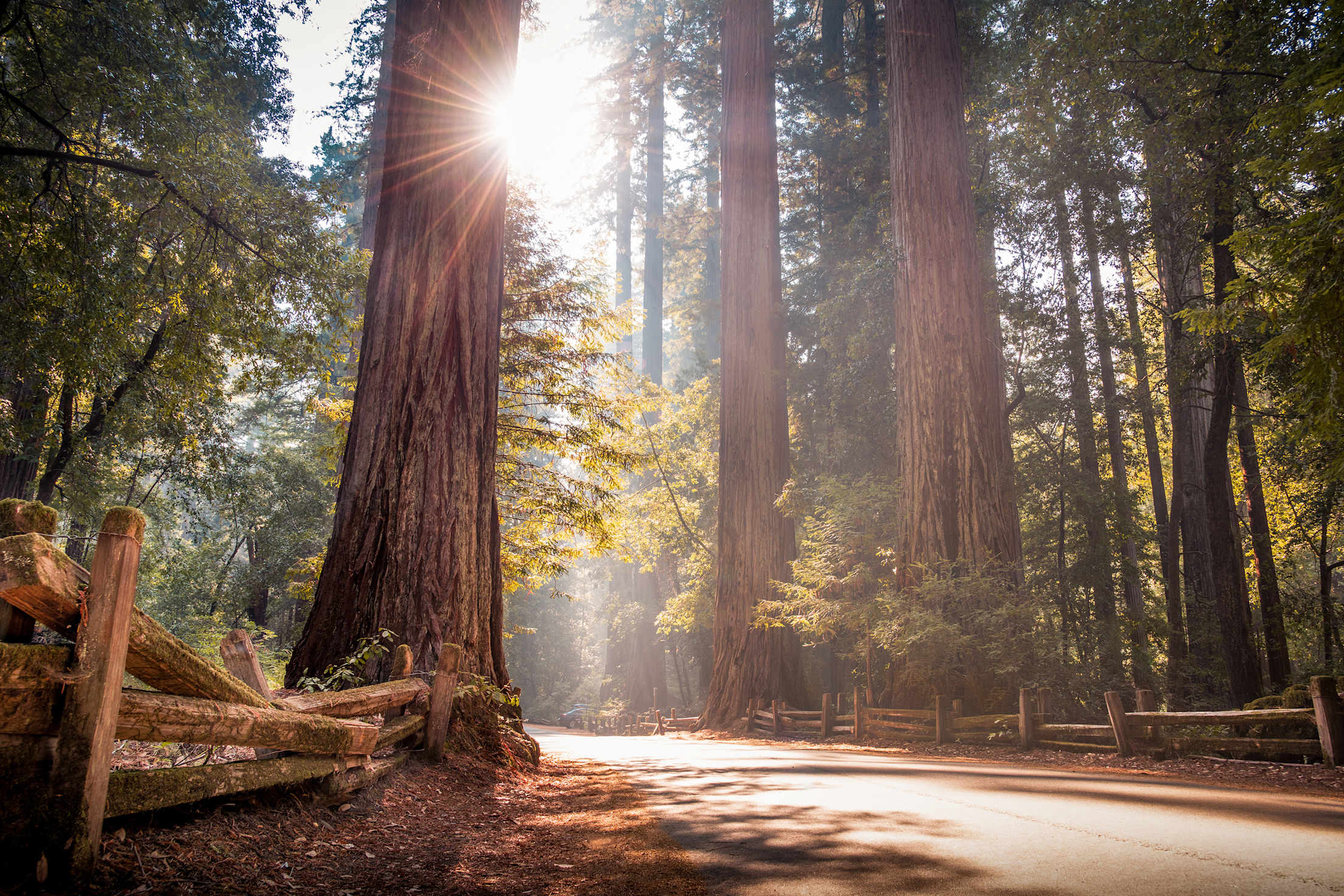 Path running through California redwood trees in Big Basin Redwoods State Park, photo