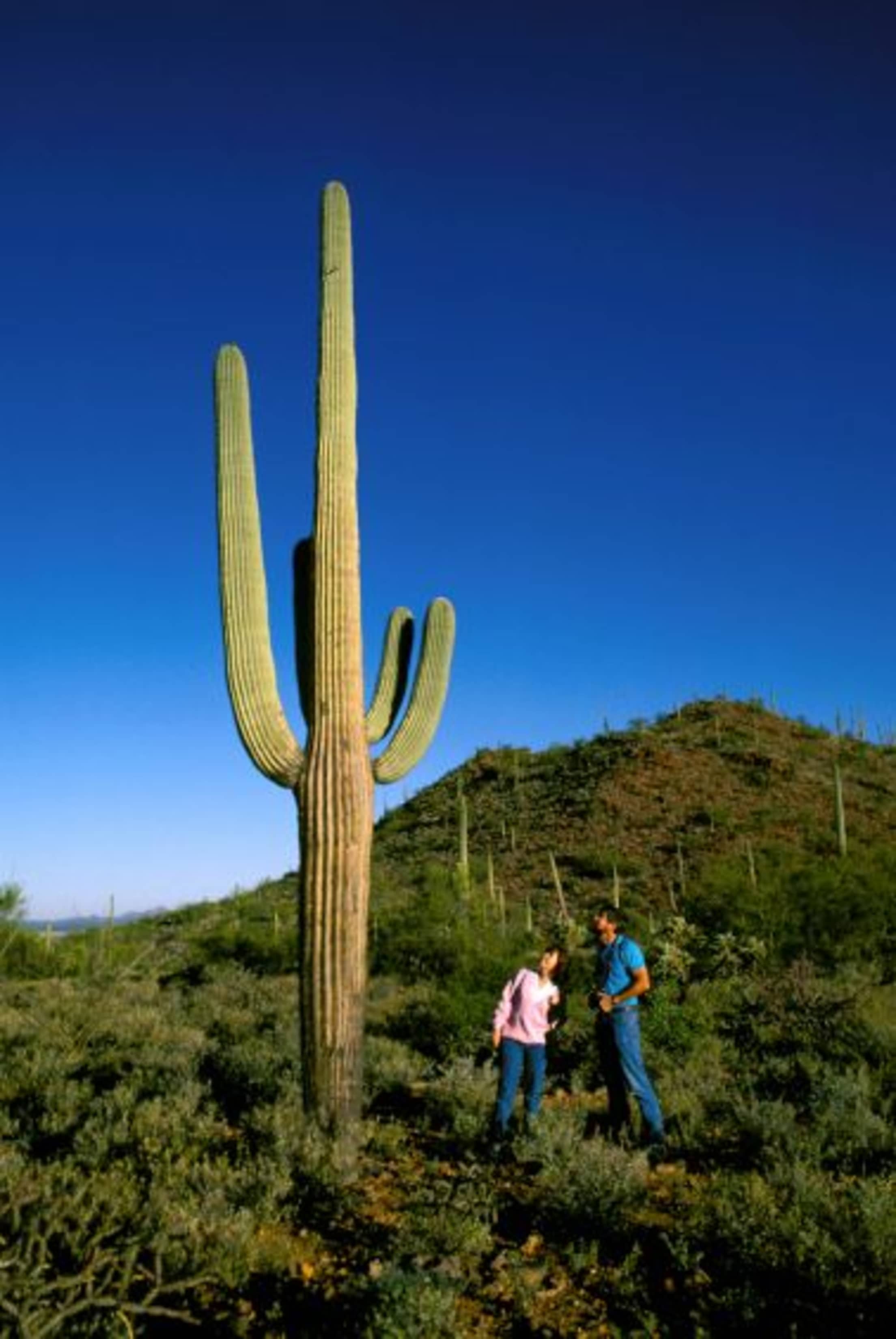 Giant Saguaro in Saguaro National Park's Cactus Forest, picture
