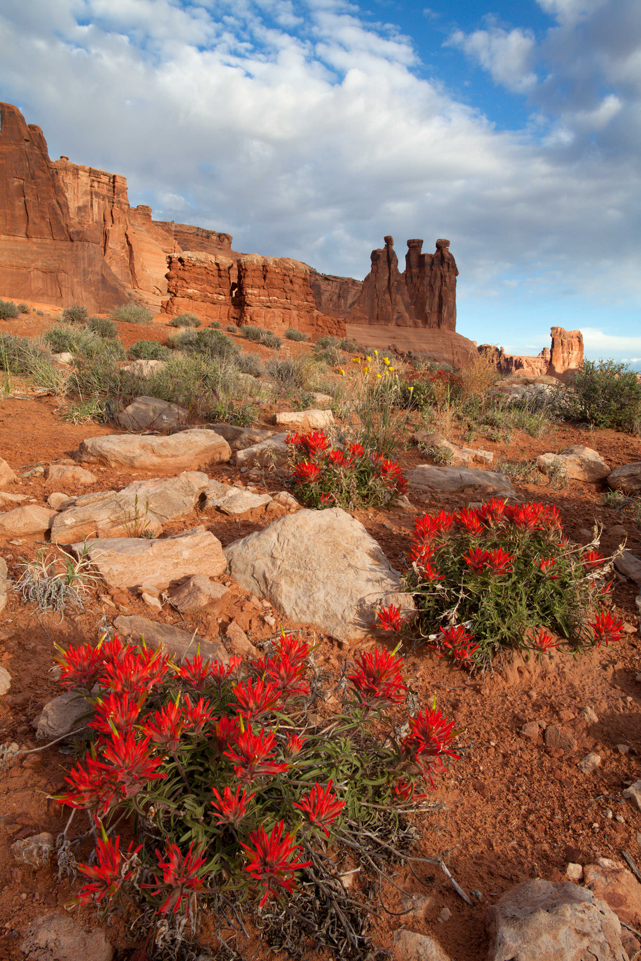 red paintbrushes at Arches National Park in Utah, picture