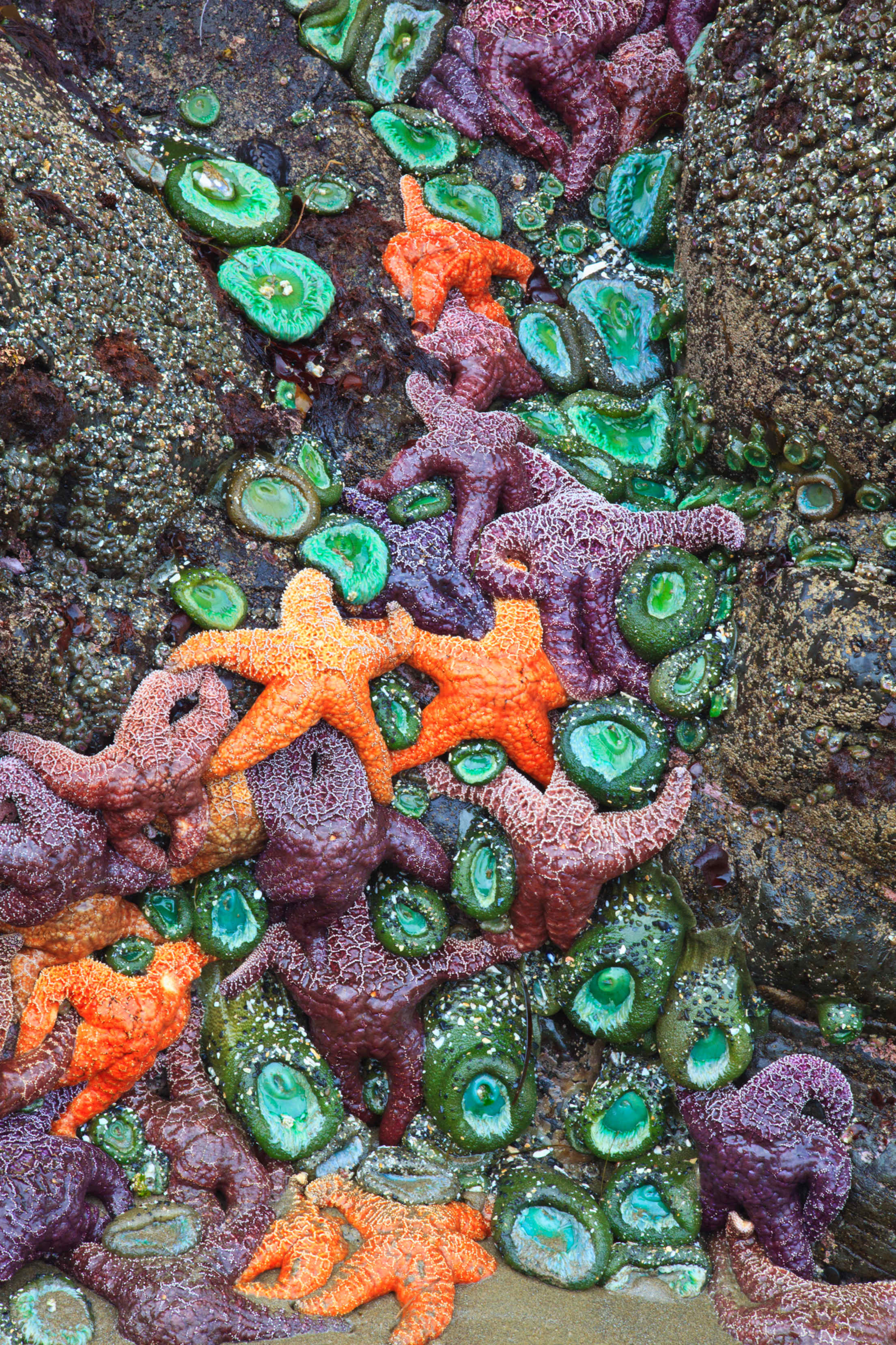 sea stars and anemones at Ecola State Park, picture