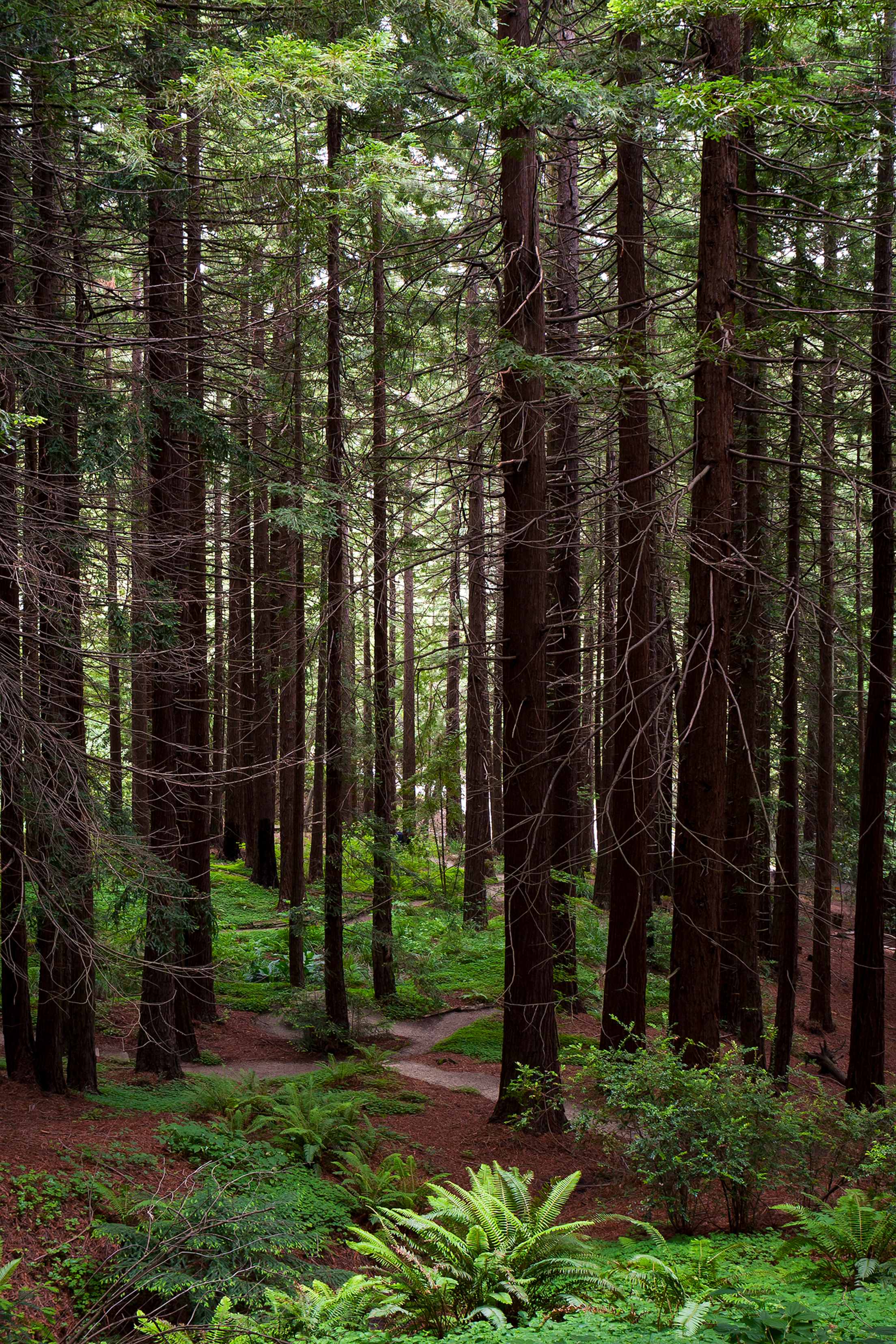 Mather Redwood Grove, UC Berkeley, picture