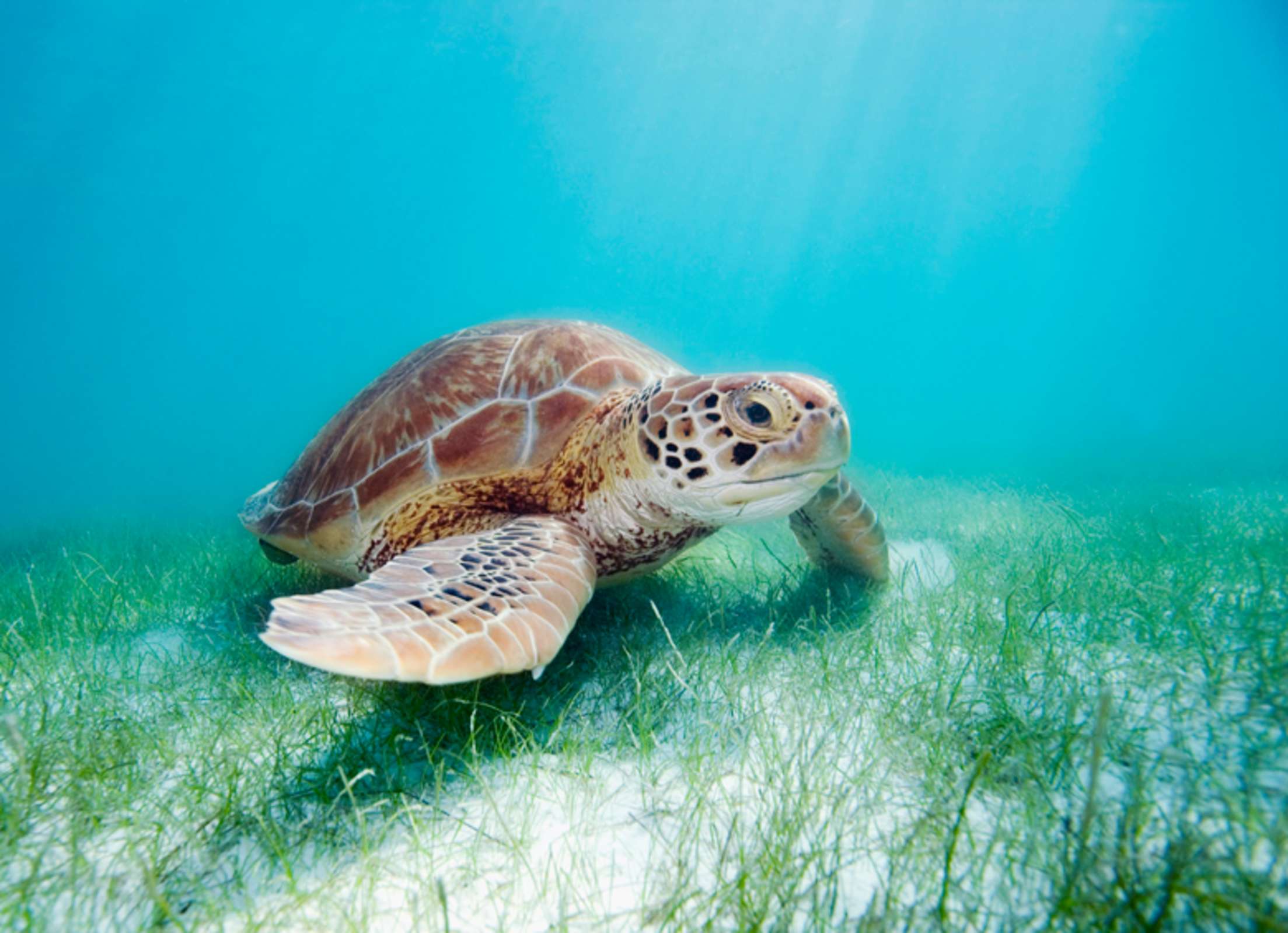 green sea turtle near Akumal