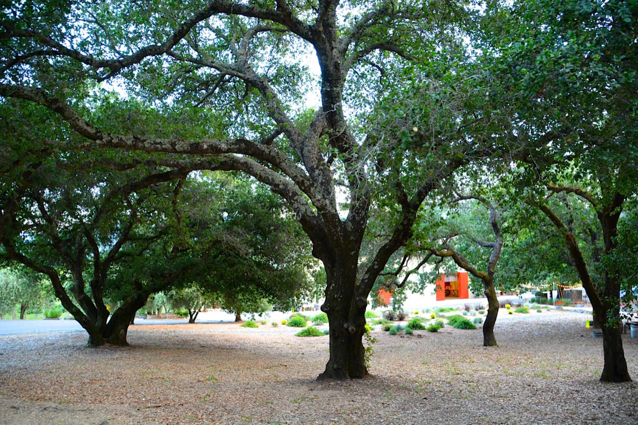 Oak trees on the grounds of Dutch Henry Winery in Napa Valley, photo