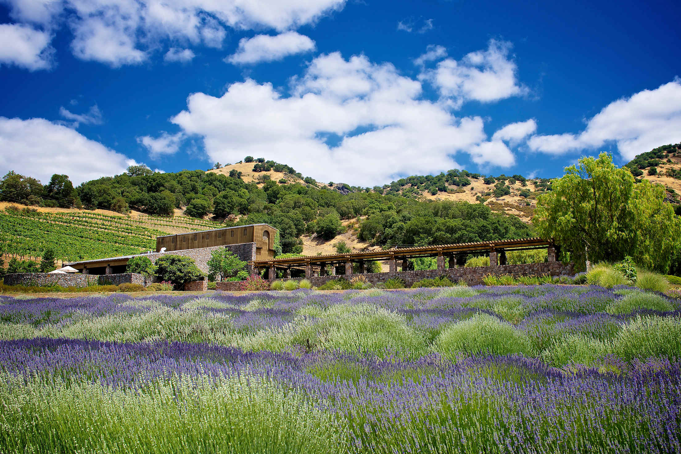Lavender fields and hilly landscape at Robert Sinskey Vineyards in Napa Valley, photo