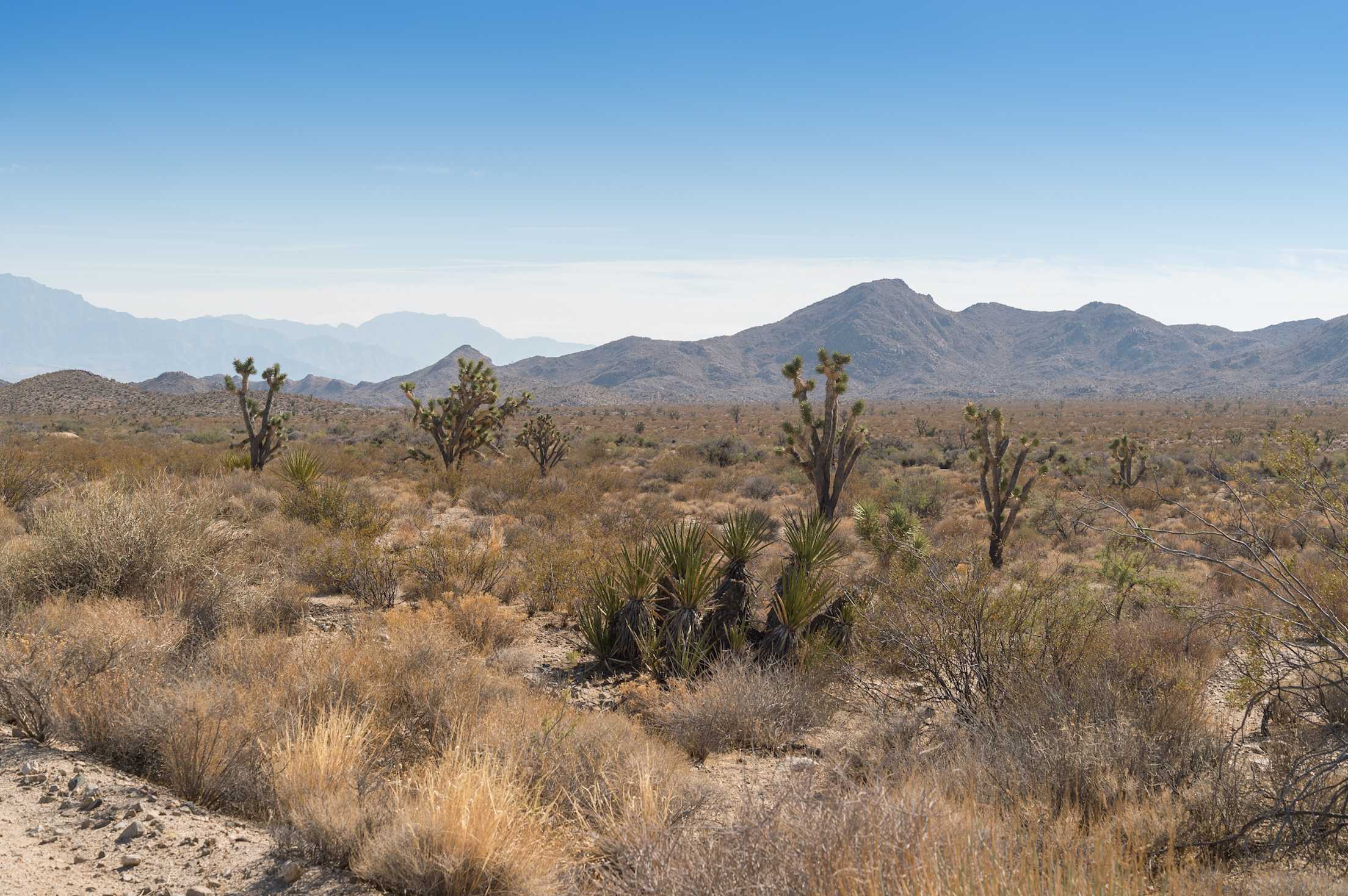 Mojave National Preserve Joshua Trees landscape, picture