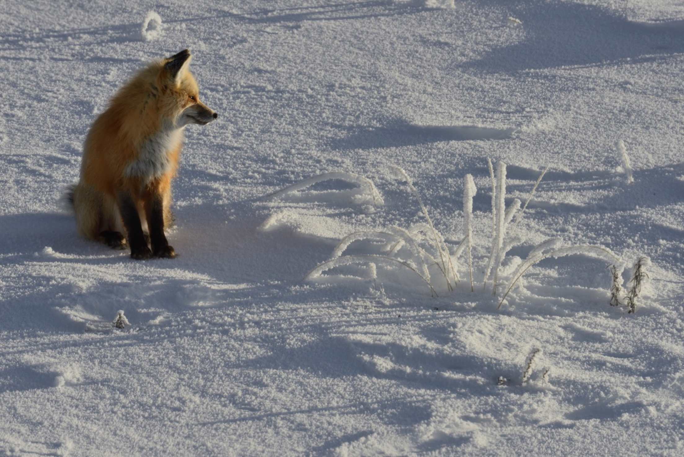 picture of a fox sitting in the sun on the snow in Yellowstone