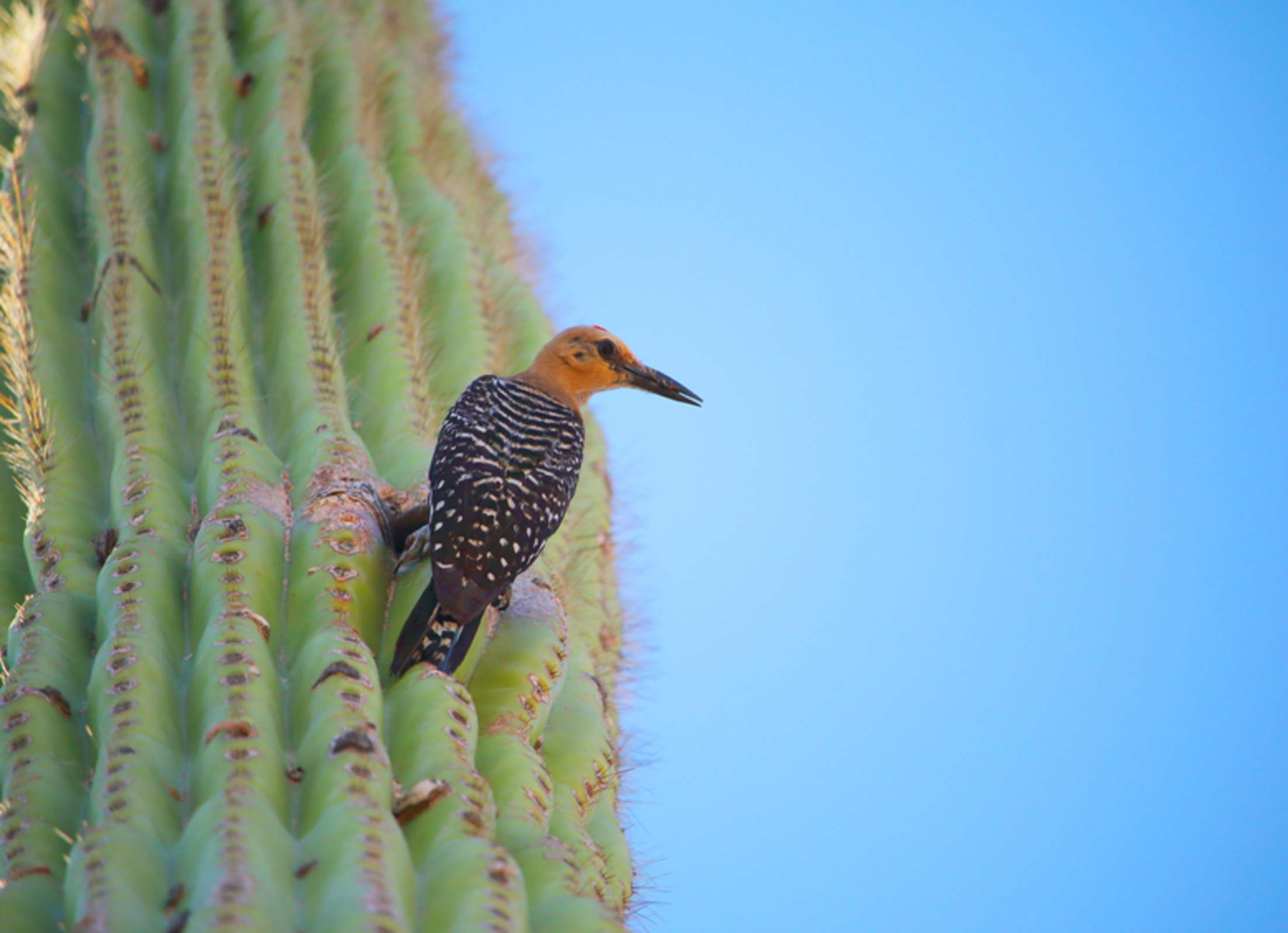 A gila woodpecker on a saguaro cactus at Saguaro National Park in Arizona, picture
