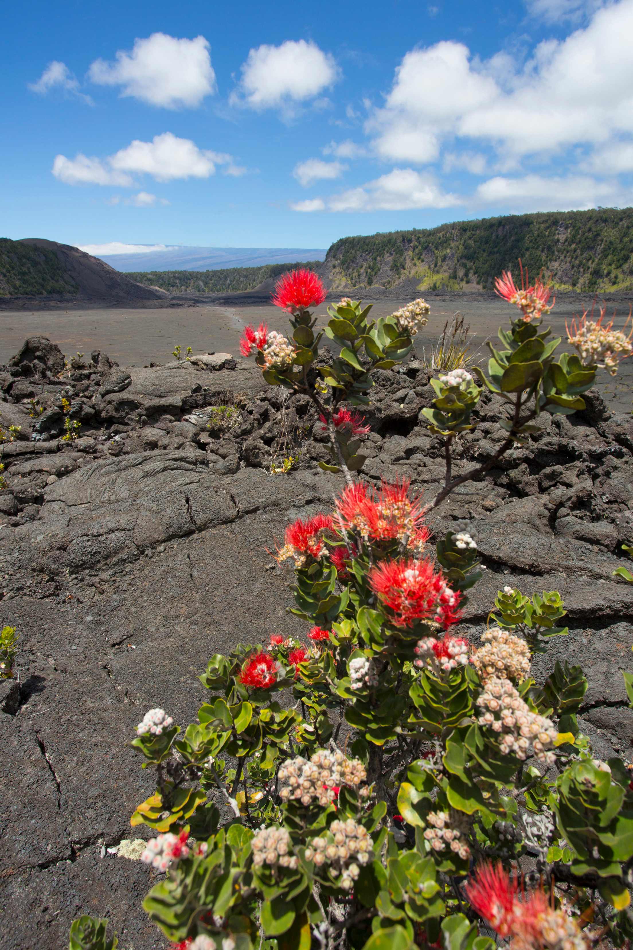 Lehua blossoms along the Kilauea Iki Trail, Hawaii, picture
