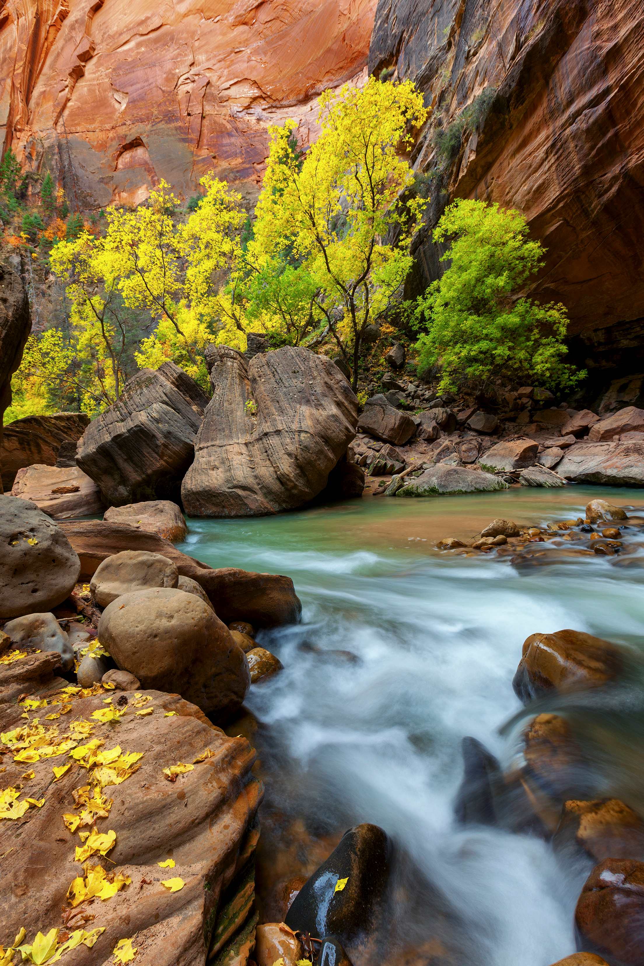 virgin river flows by sharp cliffs in autumn at the Narrows in Zion National Park, picture