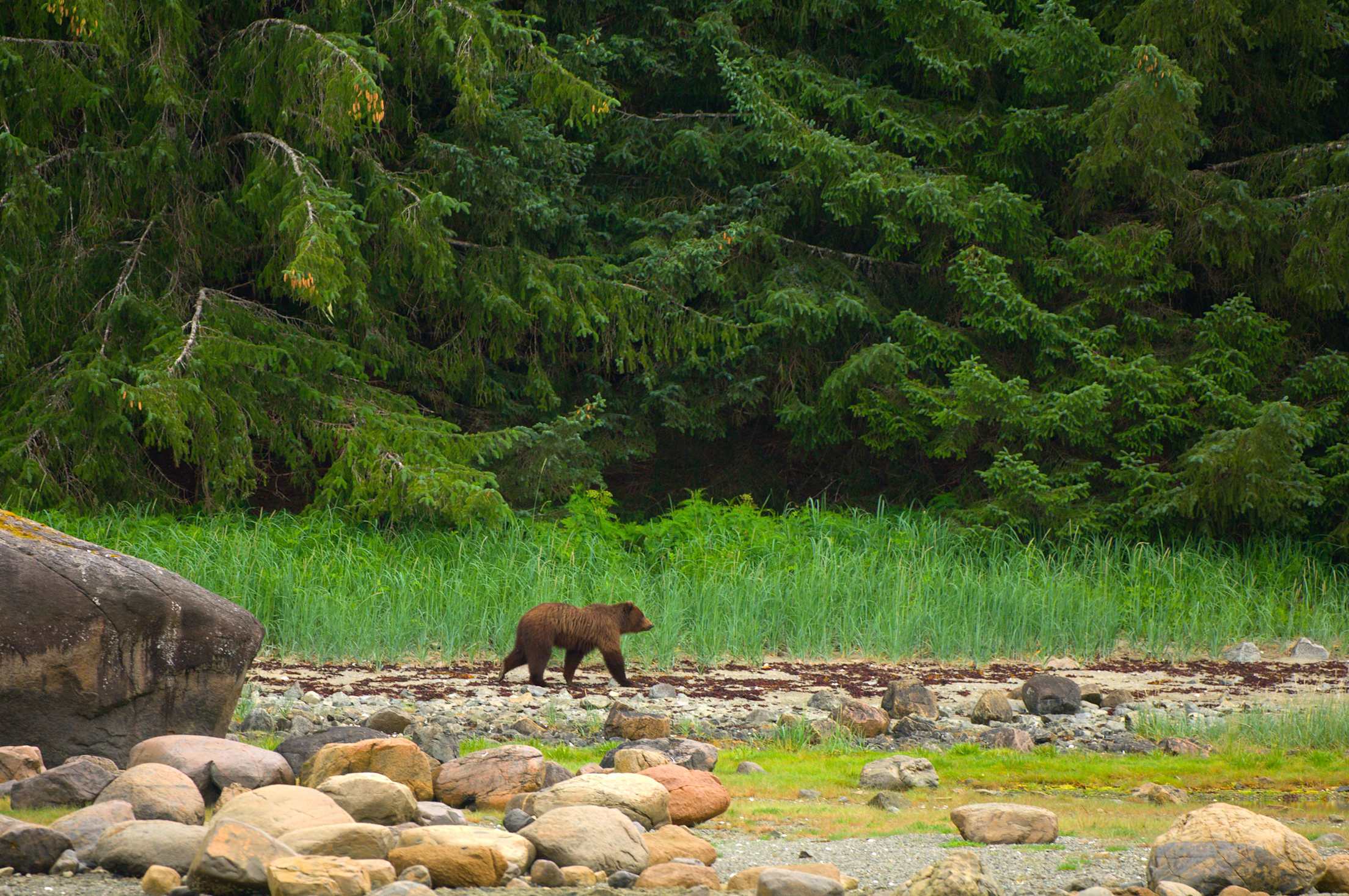 a brown bear roams a beach near Sitka, image