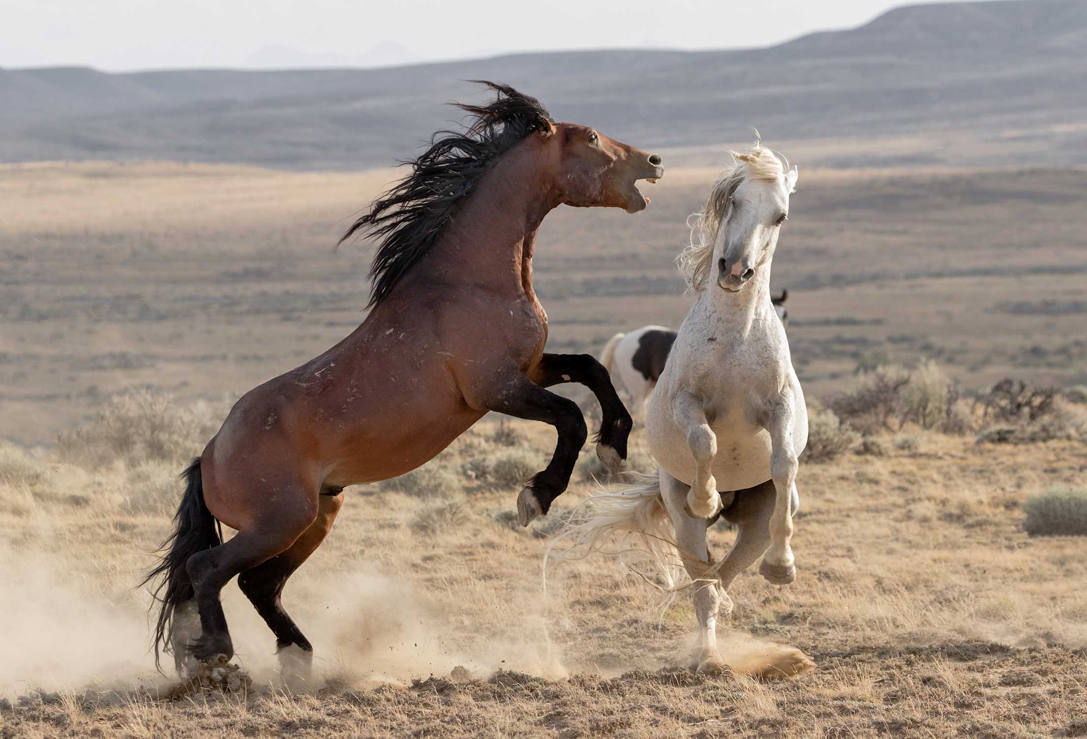 Wild mustangs in Cody, Wyoming, photo