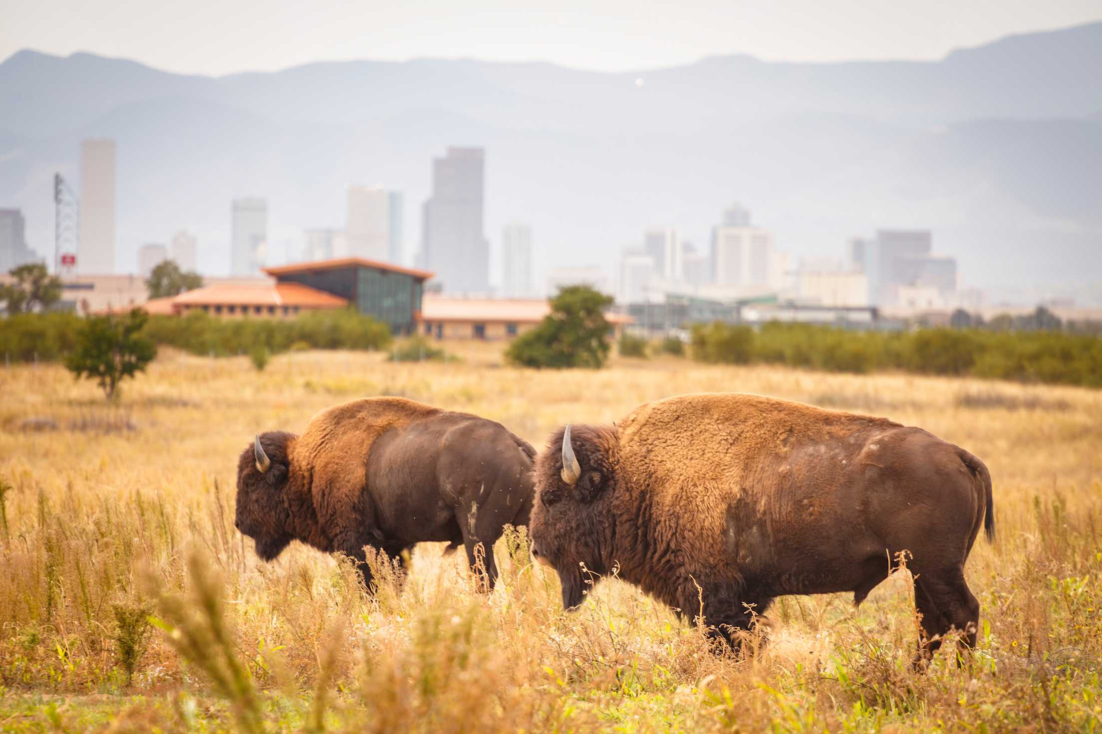 bison at the Rocky Mountain Arsenal National Wildlife Refuge with the city of Denver in the background, picture