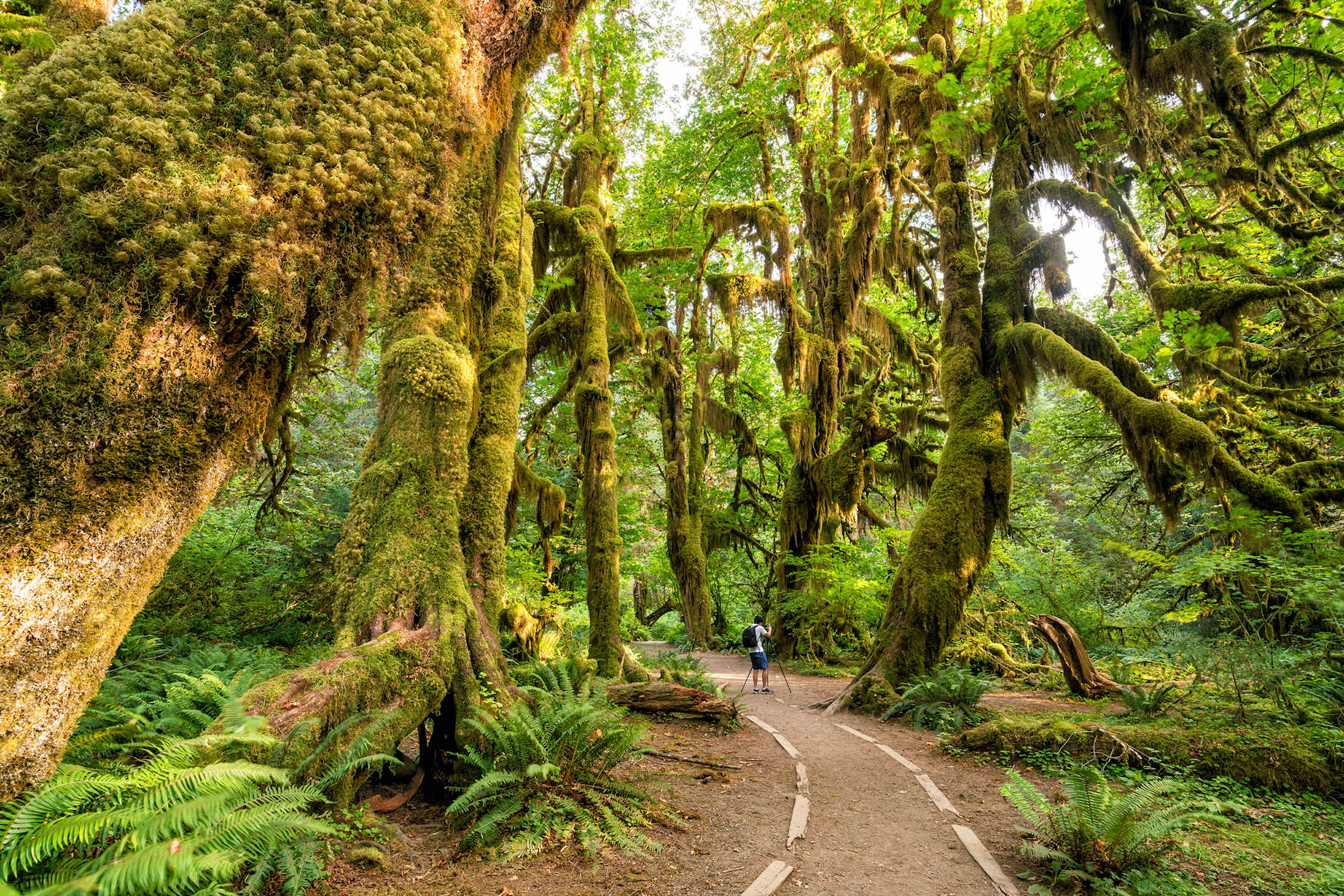 Maple Grove in the Hoh Rainforest, Olympic National Park, Washington, picture