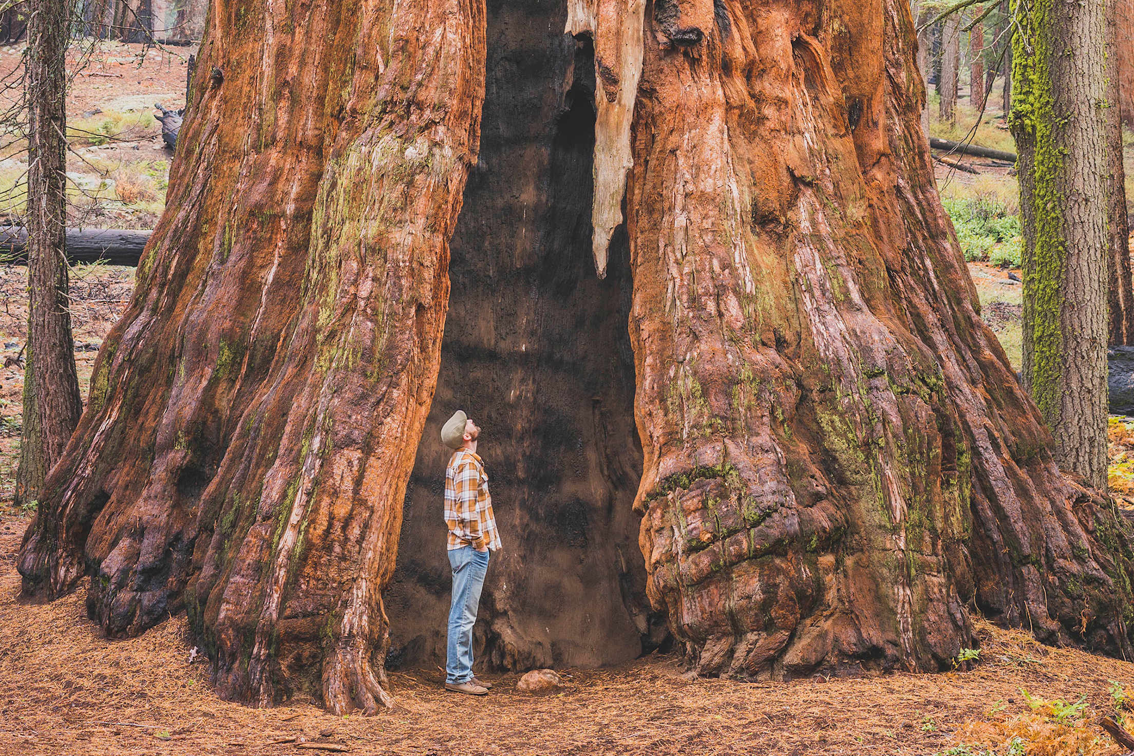 man stands inside a Sequoia redwood, picture