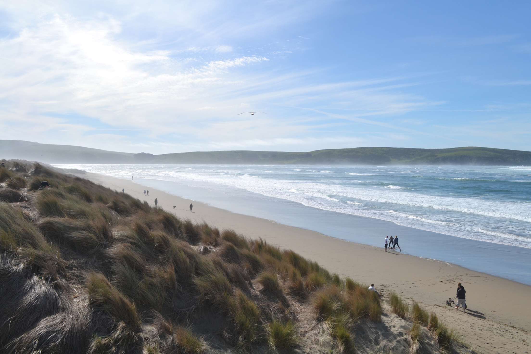 Dogs running at Dillon Beach, picture