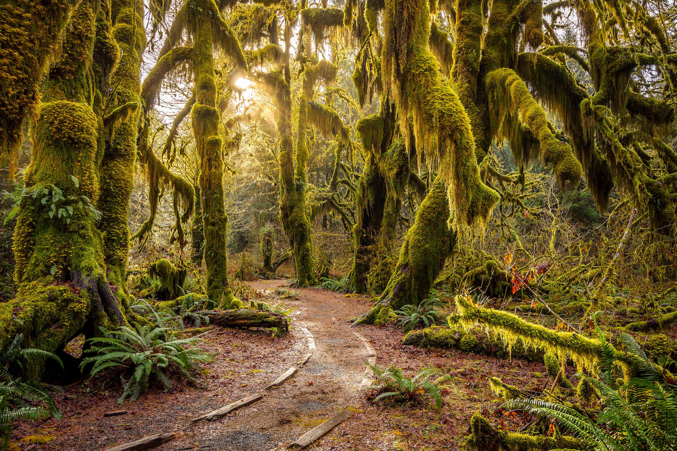 Moss clings to the trees in Olympic National Park's Hoh Rain Forest in Washington state.