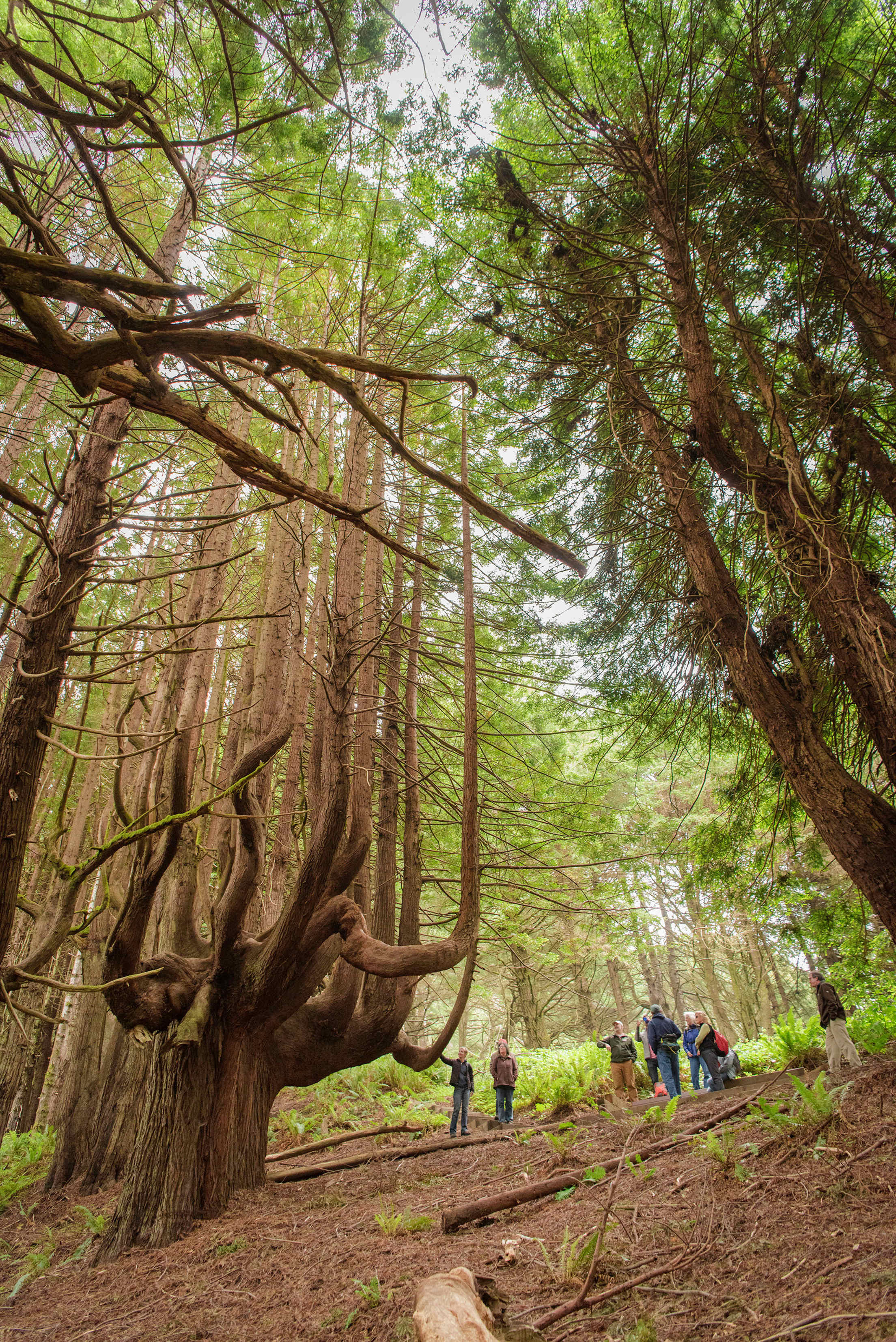 Candelabra-shaped redwood trees at Shady Dell in Mendocino County, photo