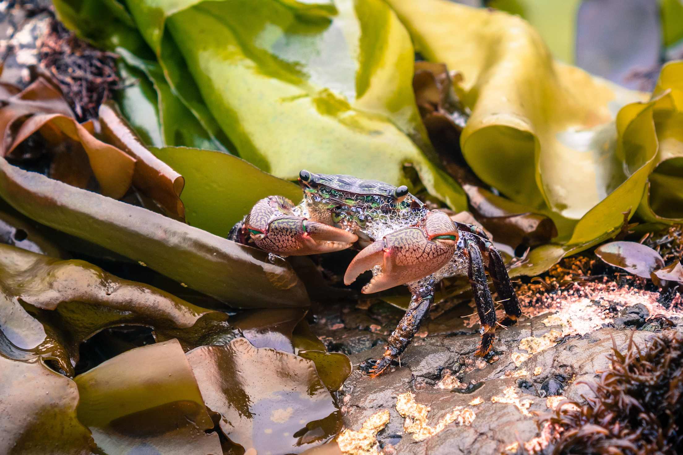 A small crab at the Fitzgerald Marine Reserve in Moss Beach, California, photo
