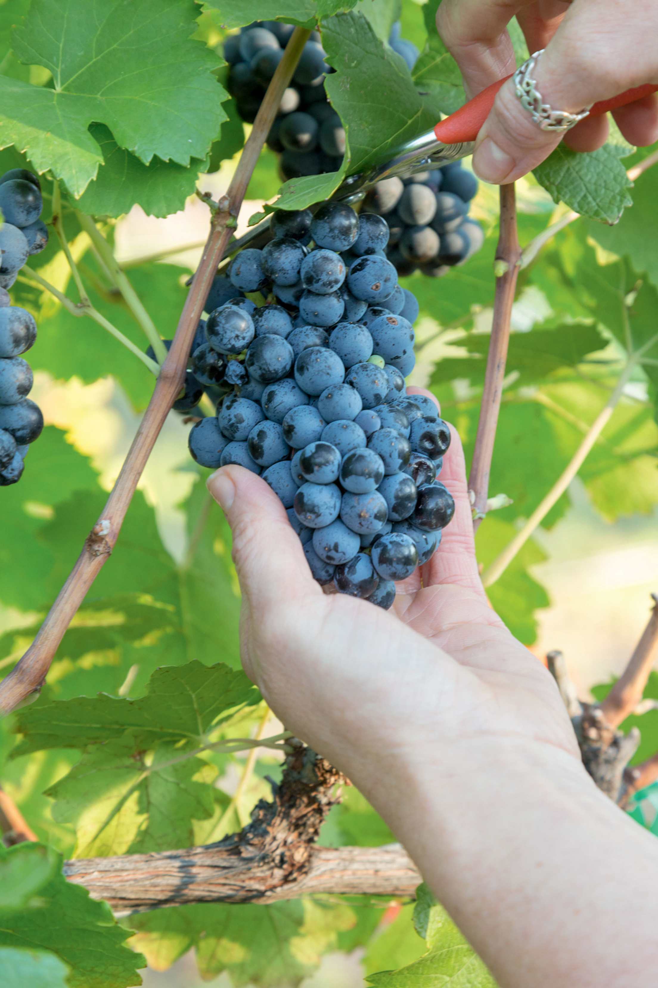 Tannat (red) grapes being cut from the vine, picture