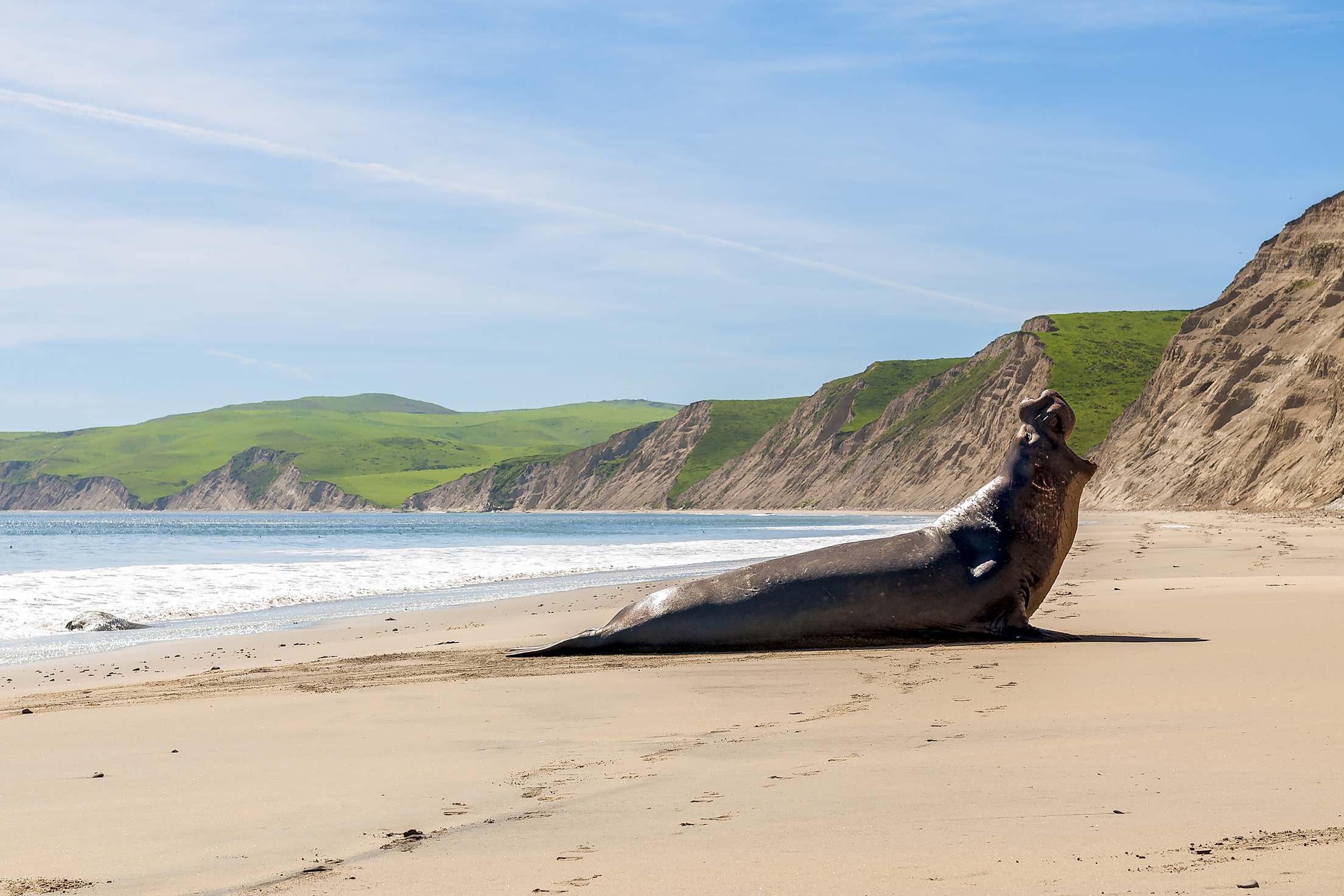 Elephant Seal on Drake's Beach in Point Reyes National Seashore