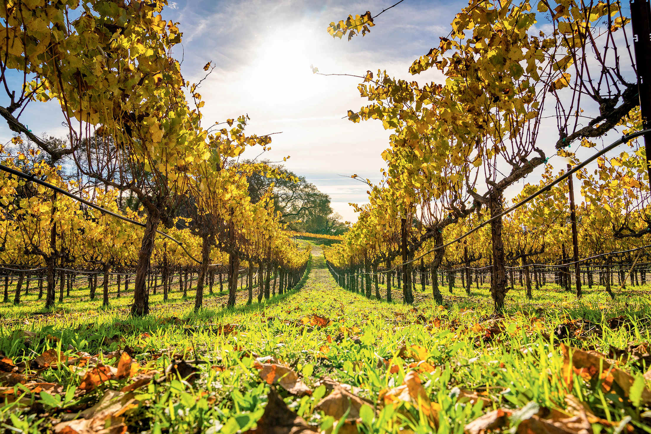 rows of chardonnay grapes line Nagasawa Vineyard at Paradise Ridge in Sonoma County, California