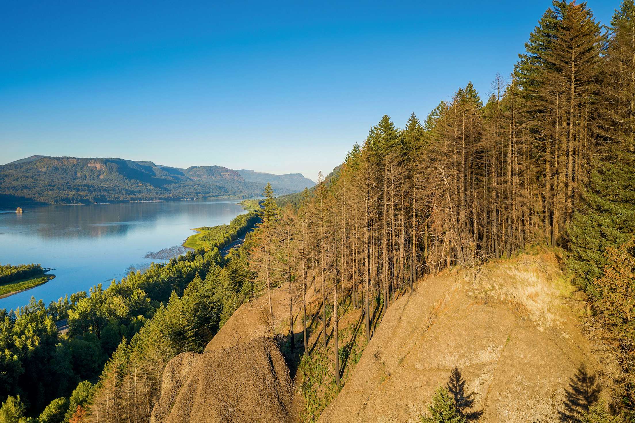 forest fire damage near the Historic Columbia River Highway overlooking the Columbia RIver in Oregon