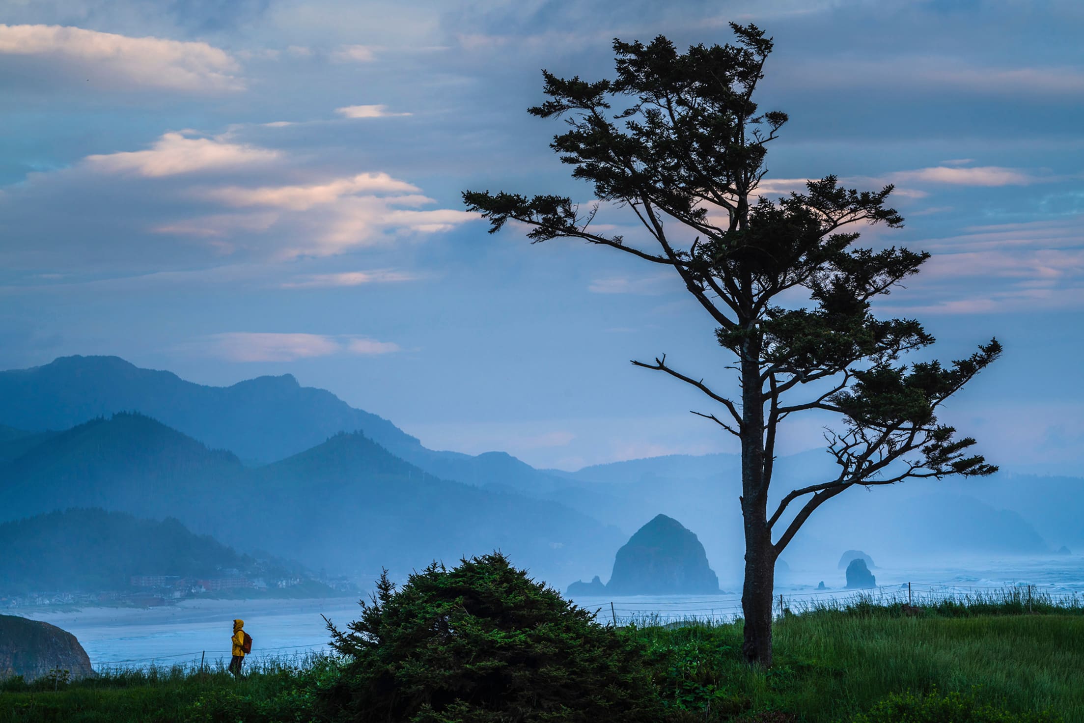 Cypress tree silhouette overlooks stormy Oregon coast from Ecola State Park, picture